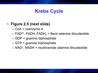 Krebs Cycle 
• Figure 2.5 (next slide) 
– CoA = coenzyme A 
– FAD2+, FADH, FADH2 = flavin adenine dinucleotide 
– GDP = guanine diphosphate 
– GTP = guanine triphosphate 
– NAD+, NADH = nicotinamide adenine dinucleotide 
 