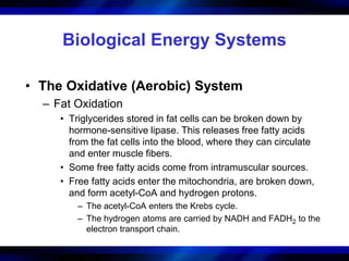 Biological Energy Systems 
• The Oxidative (Aerobic) System 
– Fat Oxidation 
• Triglycerides stored in fat cells can be broken down by 
hormone-sensitive lipase. This releases free fatty acids 
from the fat cells into the blood, where they can circulate 
and enter muscle fibers. 
• Some free fatty acids come from intramuscular sources. 
• Free fatty acids enter the mitochondria, are broken down, 
and form acetyl-CoA and hydrogen protons. 
– The acetyl-CoA enters the Krebs cycle. 
– The hydrogen atoms are carried by NADH and FADH2 to the 
electron transport chain. 
 