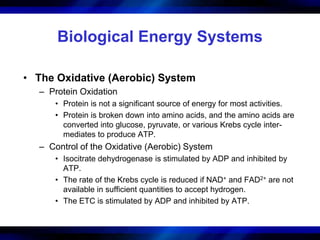 Biological Energy Systems 
• The Oxidative (Aerobic) System 
– Protein Oxidation 
• Protein is not a significant source of energy for most activities. 
• Protein is broken down into amino acids, and the amino acids are 
converted into glucose, pyruvate, or various Krebs cycle inter-mediates 
to produce ATP. 
– Control of the Oxidative (Aerobic) System 
• Isocitrate dehydrogenase is stimulated by ADP and inhibited by 
ATP. 
• The rate of the Krebs cycle is reduced if NAD+ and FAD2+ are not 
available in sufficient quantities to accept hydrogen. 
• The ETC is stimulated by ADP and inhibited by ATP. 
 