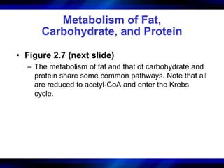 Metabolism of Fat, 
Carbohydrate, and Protein 
• Figure 2.7 (next slide) 
– The metabolism of fat and that of carbohydrate and 
protein share some common pathways. Note that all 
are reduced to acetyl-CoA and enter the Krebs 
cycle. 
 