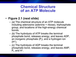 Chemical Structure 
of an ATP Molecule 
• Figure 2.1 (next slide) 
– (a) The chemical structure of an ATP molecule 
including adenosine (adenine + ribose), triphosphate 
group, and locations of the high-energy chemical 
bonds. 
– (b) The hydrolysis of ATP breaks the terminal 
phosphate bond, releases energy, and leaves ADP, 
an inorganic phosphate (Pi), and a hydrogen ion 
(H+). 
– (c) The hydrolysis of ADP breaks the terminal 
phosphate bond, releases energy, and leaves AMP, 
Pi, and H+. 
 