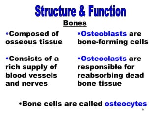 Muscular Skeletal System | PPT