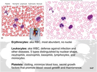 Chapter 5 Histology | PPT