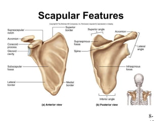 Chap08 Skeletal System | PPT