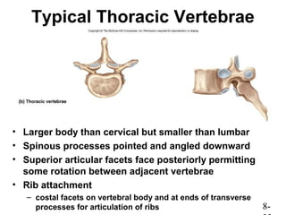 Vertebral Rptation With Rib Rotation Chap08 powerpoint GCU | PPT