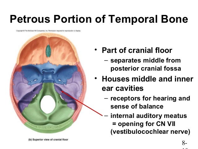 Petrous Portion Of Temporal Bone - slidesharedocs