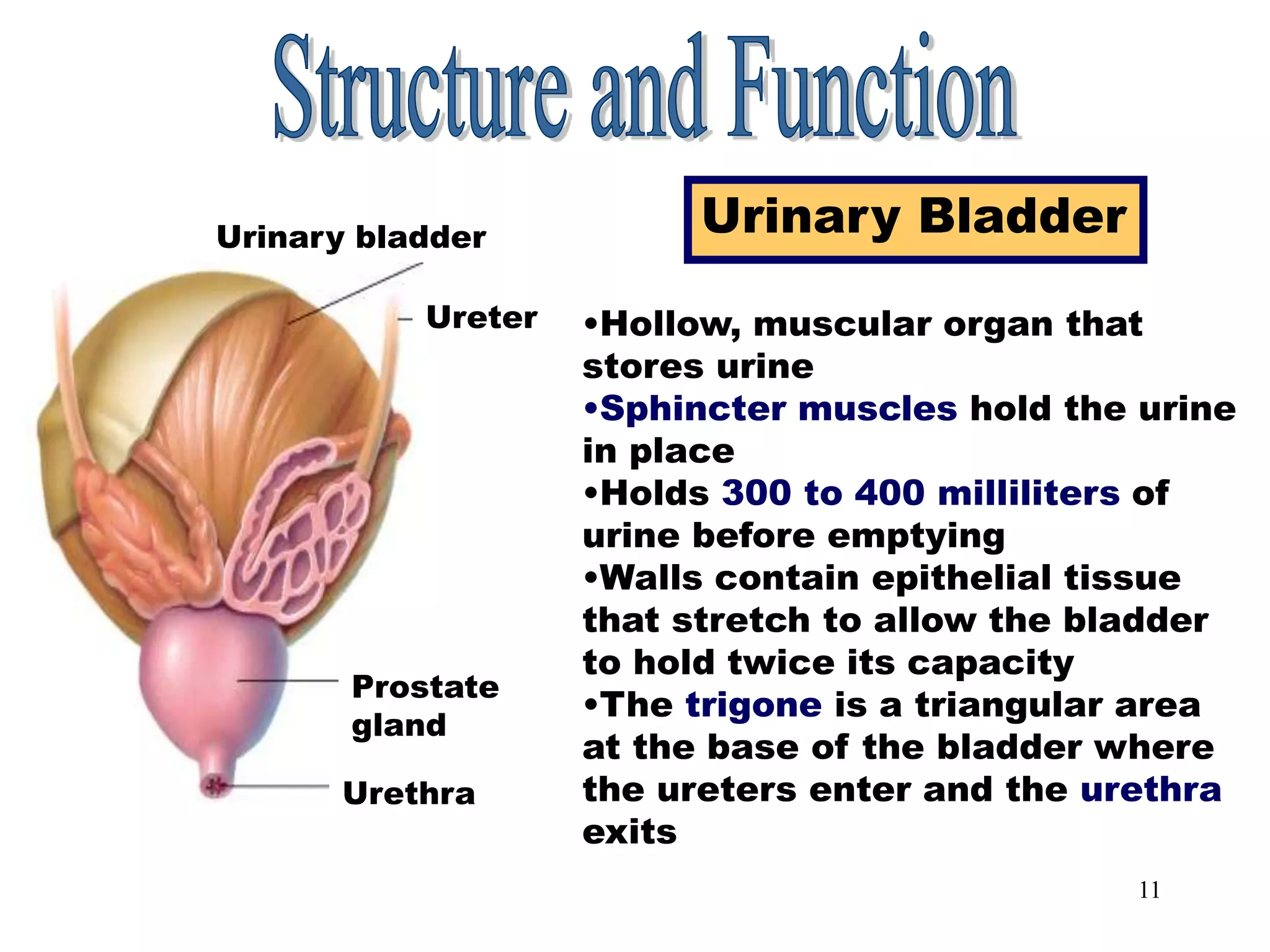 11
Urinary Bladder
Urinary Bladder
•Hollow, muscular organ that
stores urine
•Sphincter muscles hold the urine
in place
•Holds 300 to 400 milliliters of
urine before emptying
•Walls contain epithelial tissue
that stretch to allow the bladder
to hold twice its capacity
•The trigone is a triangular area
at the base of the bladder where
the ureters enter and the urethra
exits
Urethra
Prostate
gland
Ureter
Urinary bladder
 