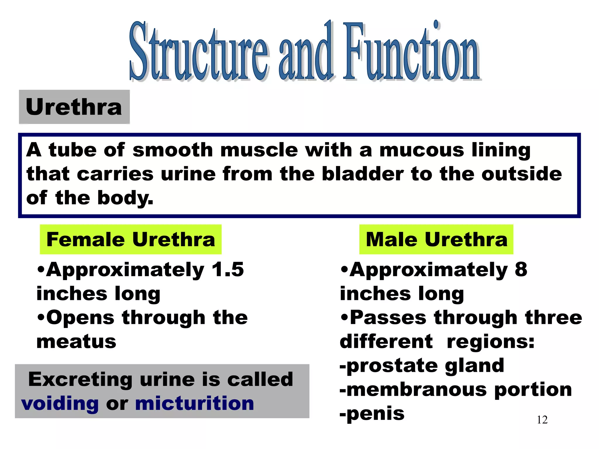12
Urethra
Urethra
A tube of smooth muscle with a mucous lining
that carries urine from the bladder to the outside
of the body.
Female Urethra Male Urethra
•Approximately 1.5
inches long
•Opens through the
meatus
•Approximately 8
inches long
•Passes through three
different regions:
-prostate gland
-membranous portion
-penis
Excreting urine is called
voiding or micturition
 