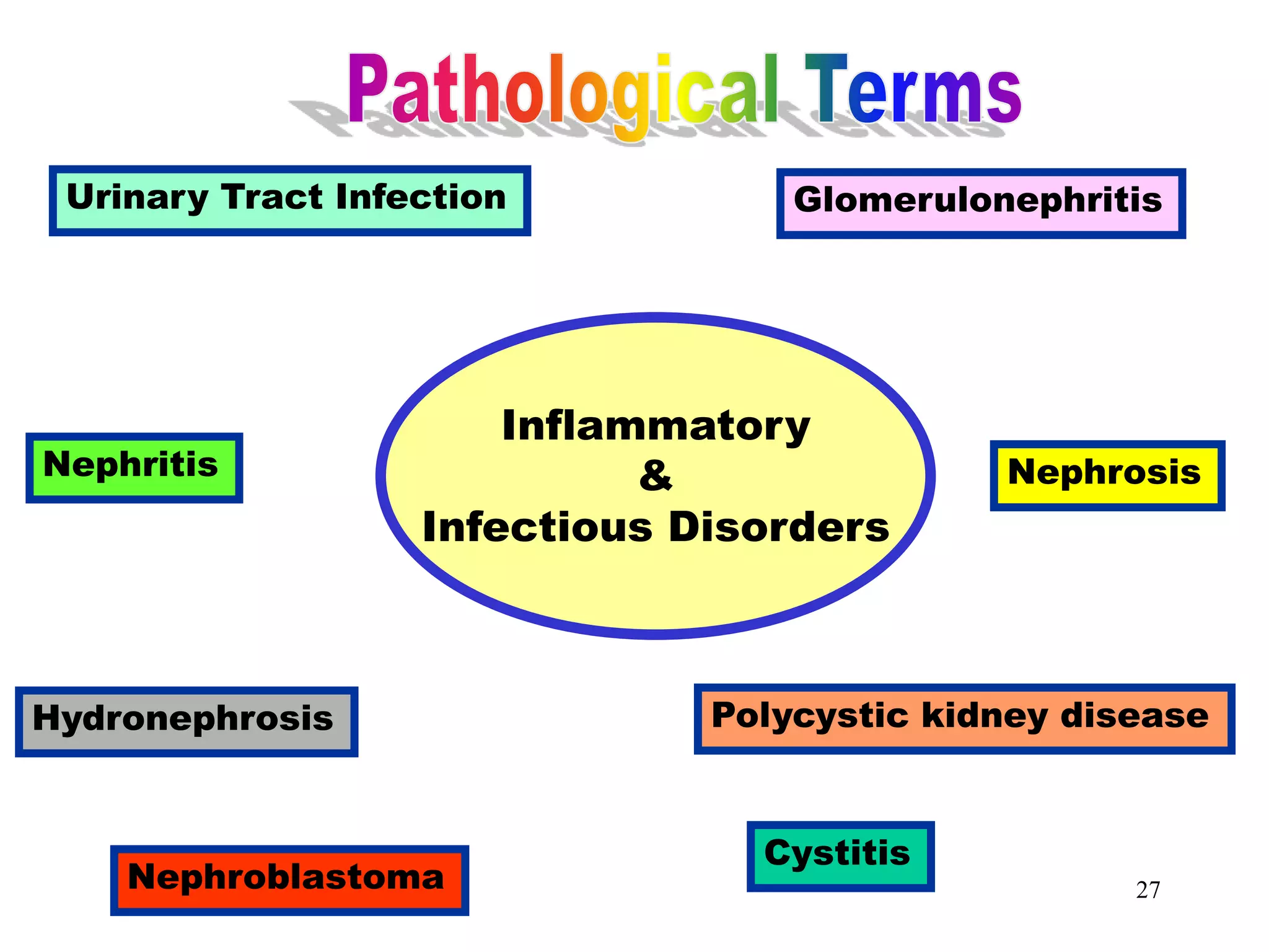 27
Inflammatory & Infectious
Disorders
Inflammatory
&
Infectious Disorders
Urinary Tract Infection Glomerulonephritis
Nephritis Nephrosis
Hydronephrosis Polycystic kidney disease
Nephroblastoma
Cystitis
 