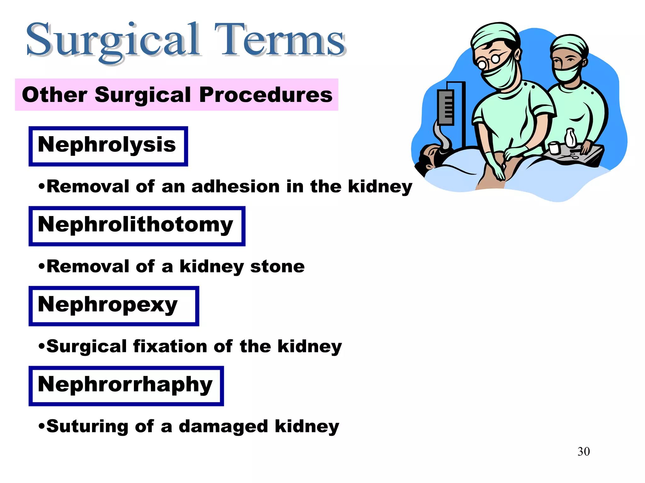 30
Other Surgical Procedures
Other Surgical Procedures
Nephrolysis
•Removal of an adhesion in the kidney
Nephrolithotomy
•Removal of a kidney stone
Nephropexy
•Surgical fixation of the kidney
Nephrorrhaphy
•Suturing of a damaged kidney
 