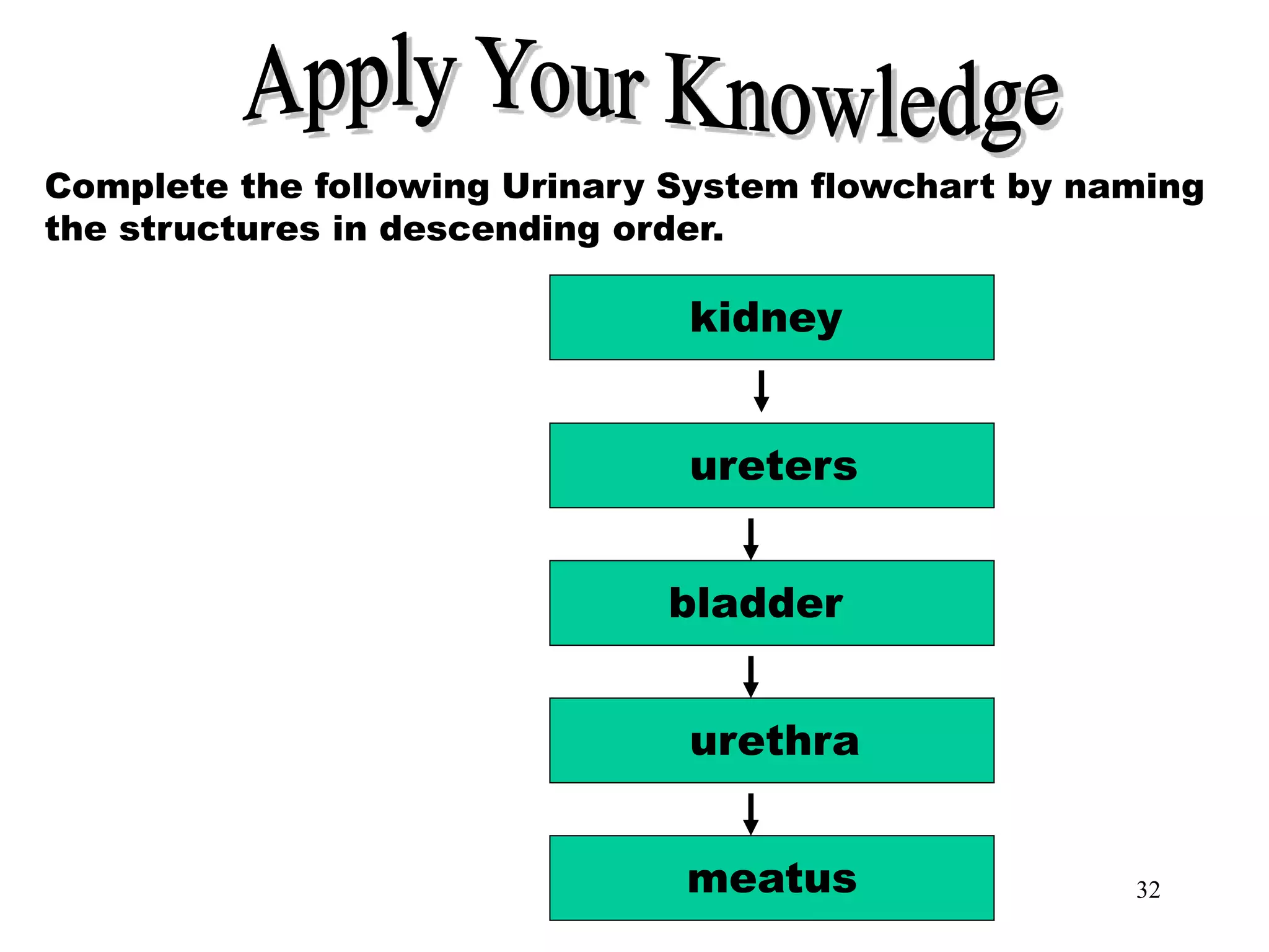 32
Apply Your Knowledge
Complete the following Urinary System flowchart by naming
the structures in descending order.
meatus
kidney
ureters
bladder
urethra
 