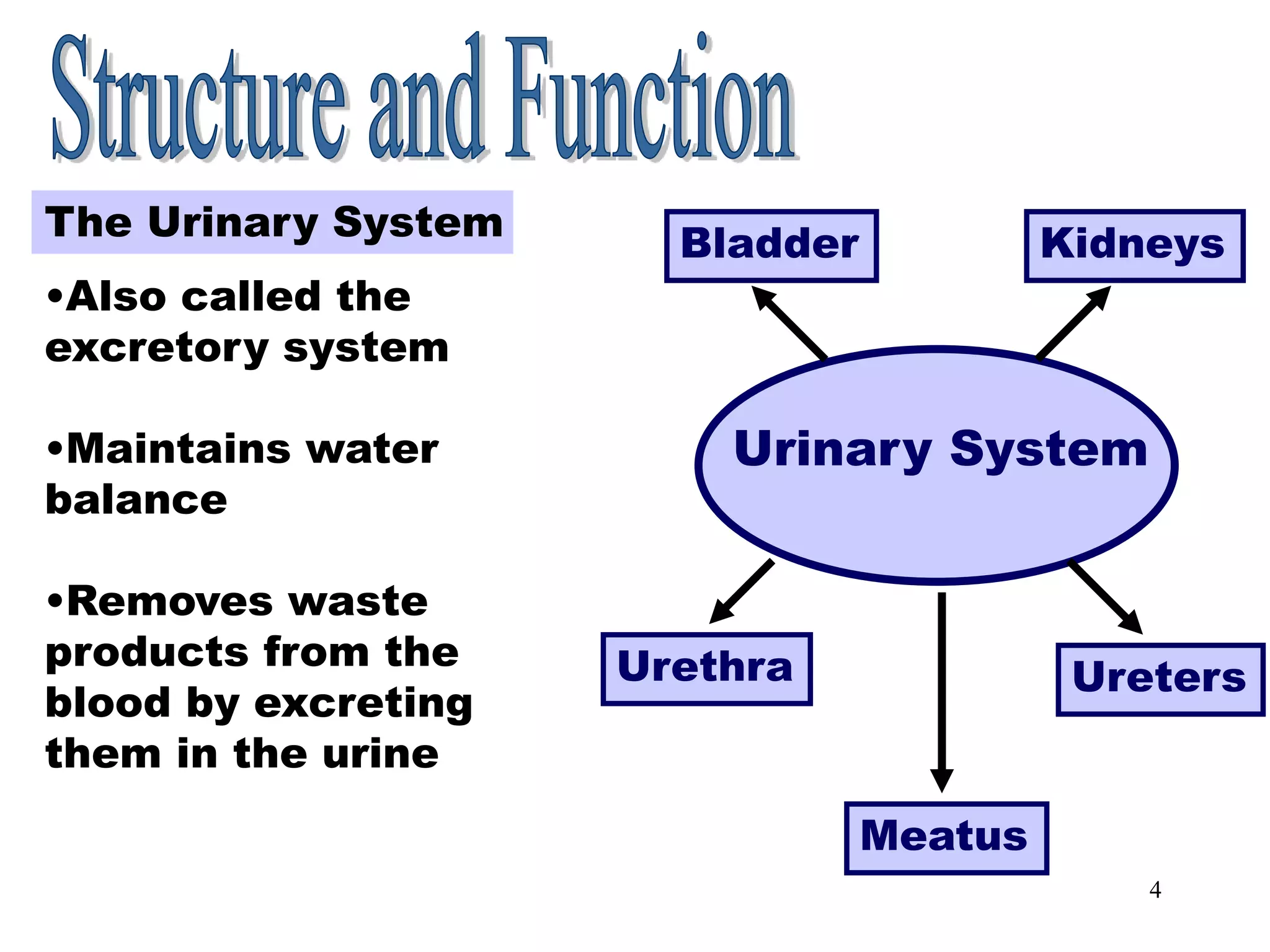 4
Structure and Function
Urinary System
The Urinary System
•Also called the
excretory system
•Maintains water
balance
•Removes waste
products from the
blood by excreting
them in the urine
Bladder Kidneys
Urethra Ureters
Meatus
 
