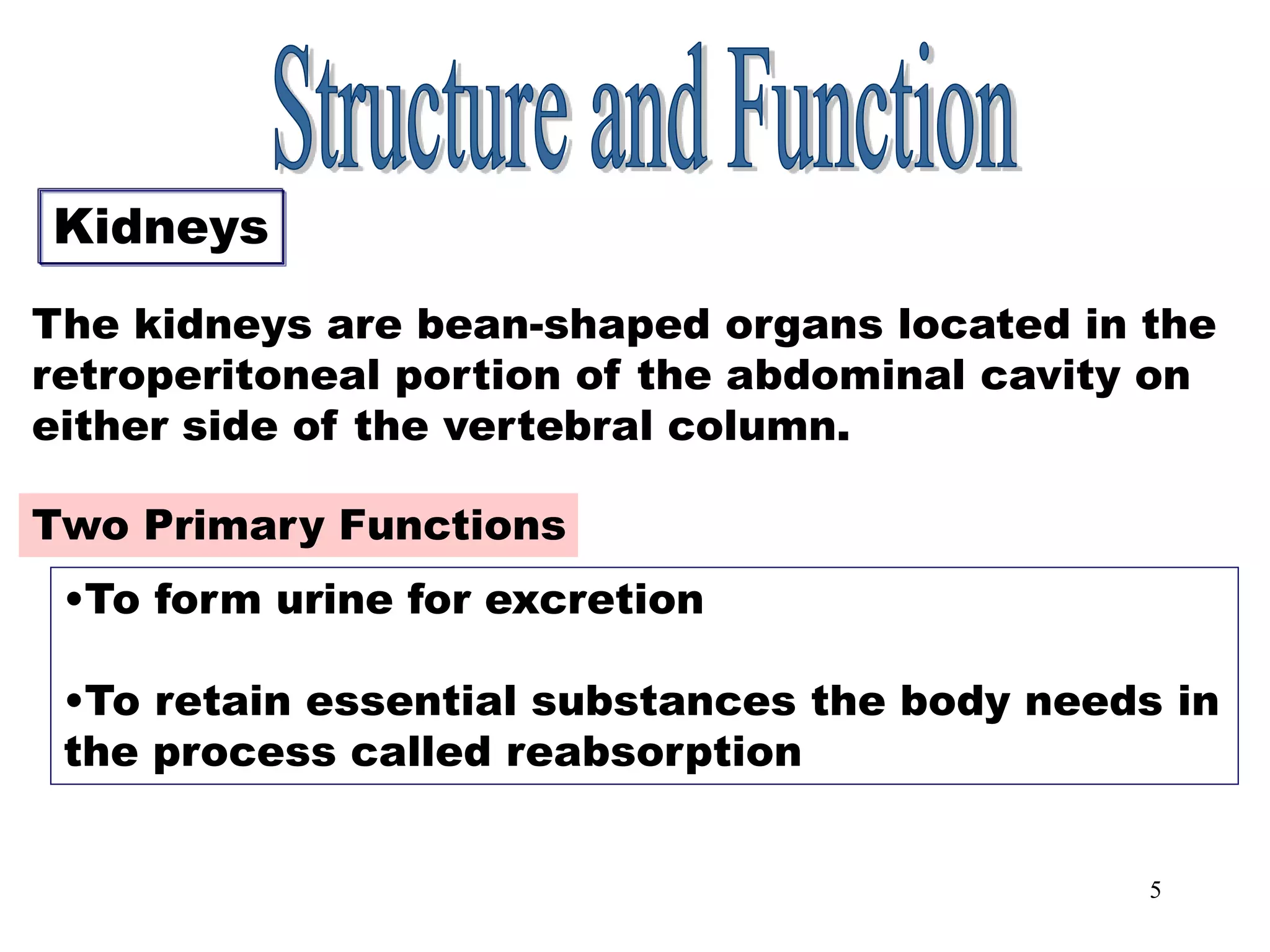 5
Kidneys
Kidneys
The kidneys are bean-shaped organs located in the
retroperitoneal portion of the abdominal cavity on
either side of the vertebral column.
Two Primary Functions
•To form urine for excretion
•To retain essential substances the body needs in
the process called reabsorption
 
