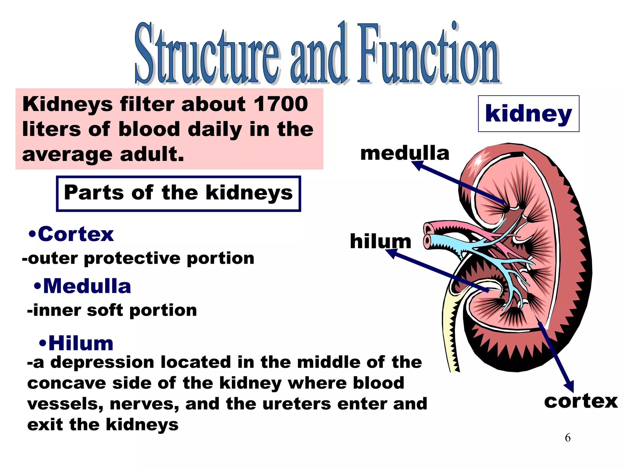 6
Parts of the Kidney
kidney
Kidneys filter about 1700
liters of blood daily in the
average adult.
Parts of the kidneys
•Cortex
-outer protective portion
•Medulla
-inner soft portion
•Hilum
-a depression located in the middle of the
concave side of the kidney where blood
vessels, nerves, and the ureters enter and
exit the kidneys
cortex
medulla
hilum
 
