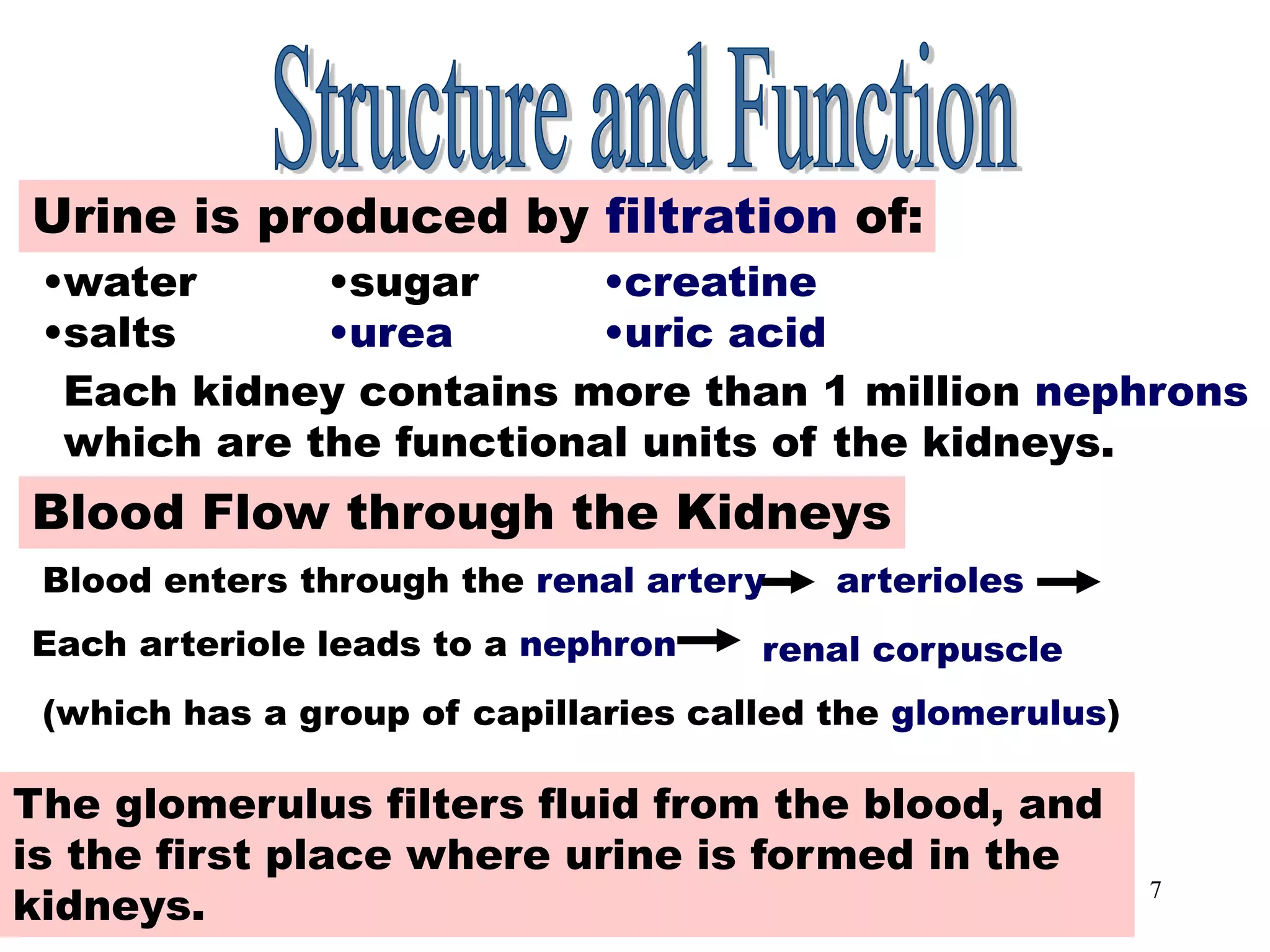 7
Urine Production
Urine is produced by filtration of:
•water
•salts
•sugar
•urea
•creatine
•uric acid
Each kidney contains more than 1 million nephrons
which are the functional units of the kidneys.
Blood Flow through the Kidneys
Blood enters through the renal artery arterioles
Each arteriole leads to a nephron renal corpuscle
(which has a group of capillaries called the glomerulus)
The glomerulus filters fluid from the blood, and
is the first place where urine is formed in the
kidneys.
 