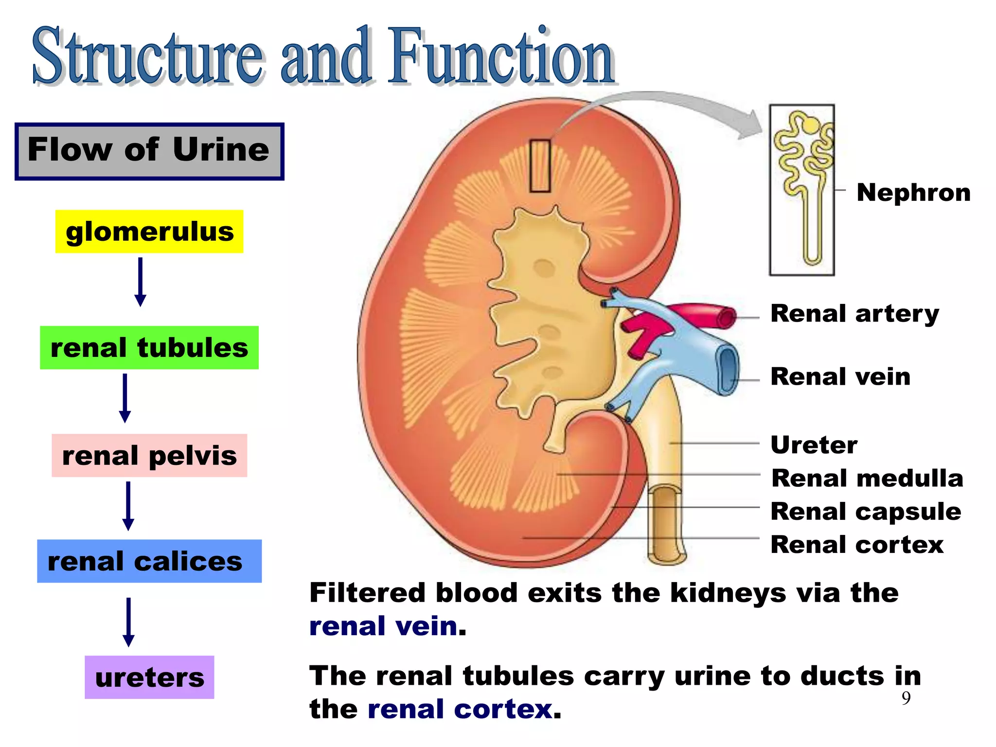 9
Flow of Urine
Flow of Urine
glomerulus
renal tubules
renal pelvis
renal calices
ureters The renal tubules carry urine to ducts in
the renal cortex.
Renal cortex
Renal capsule
Renal medulla
Ureter
Renal vein
Renal artery
Nephron
Filtered blood exits the kidneys via the
renal vein.
 