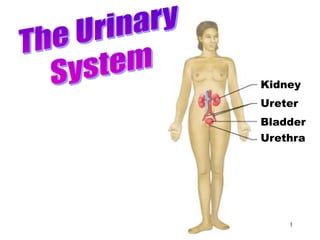1
Urinary System
Urethra
Kidney
Ureter
Bladder
 