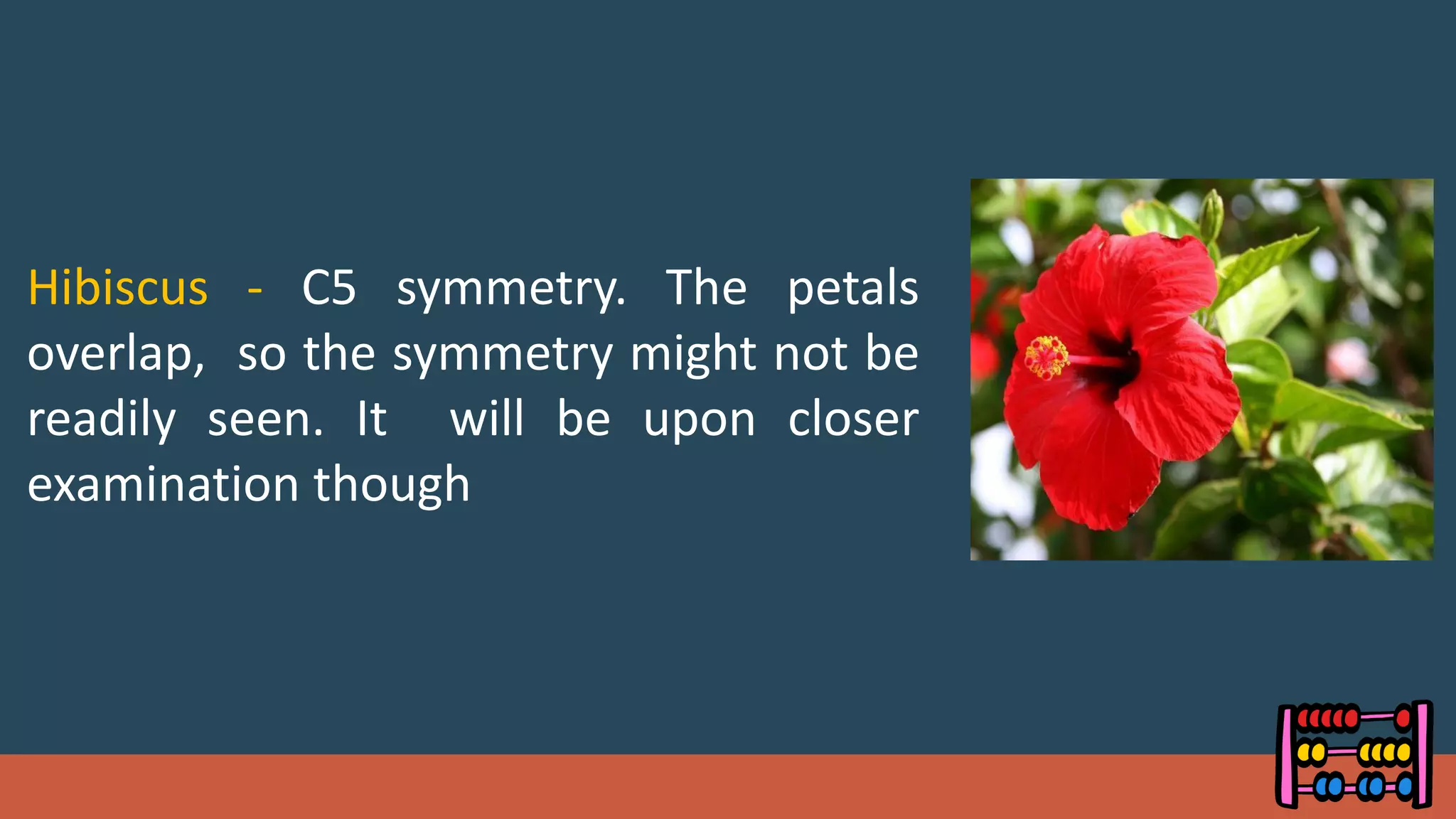 Hibiscus - C5 symmetry. The petals
overlap, so the symmetry might not be
readily seen. It will be upon closer
examination though
 