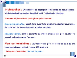 14
Protozoaires : unicellulaires se déplaçant soit à l’aide de pseudopodes
et de flagelles (rhizopodes, flagellés), soit à l’aide de cils vibratiles.
Exemples de protozoaires pathogènes pour l’homme
Entamoeba histolytica, agent de la dysenterie amibienne, résistant sous forme
de kyste plus de 3 semaines dans le milieu hydrique.
Naegleria fowleri. amibe courante du milieu ambiant qui peut révéler un
pouvoir pathogène pour l’homme.
Vers ou helminthes : Leur taille varie, pour les oeufs de 30 à 80 pm,
pour les embryons ou les larves de 100 à 500 µm.
Exemples d’helminthes : Ascaris, Oxyures.
 