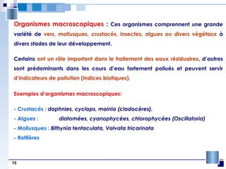 15
Organismes macroscopiques : Ces organismes comprennent une grande
variété de vers, mollusques, crustacés, insectes, algues ou divers végétaux à
divers stades de leur développement.
Certains ont un rôle important dans le traitement des eaux résiduaires, d’autres
sont prédominants dans les cours d’eau fortement pollués et peuvent servir
d’indicateurs de pollution (indices biotiques).
Exemples d’organismes macroscopiques:
- Crustacés : daphnies, cyclops, moinia (cladocères).
- Algues : diatomées, cyanophycées, chlorophycées (Oscillatoria)
- Mollusques : Bithynia tentaculata, Valvata tricarinata
- Rotifères
 
