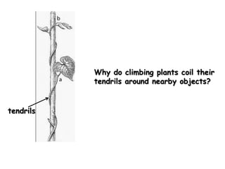 Why do climbing plants coil their
           tendrils around nearby objects?


tendrils
 