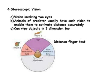  Stereoscopic Vision

  a) Vision involving two eyes
  b) Animals of predator usually have such vision to
     enable them to estimate distance accurately
  c) Can view objects in 3 dimension too



                             Distance finger test
 