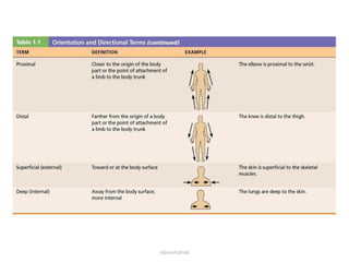 Chap1- Anatomical Terminology.pdf