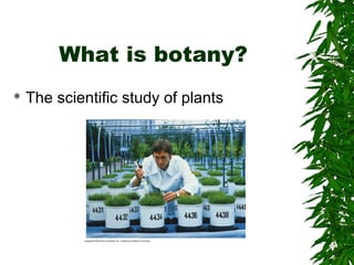What is botany?
 The scientific study of plants
 
