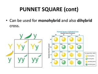 PUNNET SQUARE (cont)
• Can be used for monohybrid and also dihybrid
  cross.
 