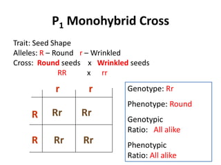 P1 Monohybrid Cross
Trait: Seed Shape
Alleles: R – Round r – Wrinkled
Cross: Round seeds x Wrinkled seeds
              RR      x rr

          r        r         Genotype: Rr
                             Phenotype: Round
    R    Rr      Rr
                             Genotypic
                             Ratio: All alike
    R     Rr     Rr          Phenotypic
                             Ratio: All alike
 