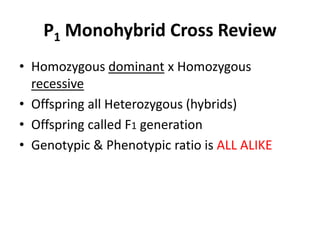 P1 Monohybrid Cross Review
• Homozygous dominant x Homozygous
  recessive
• Offspring all Heterozygous (hybrids)
• Offspring called F1 generation
• Genotypic & Phenotypic ratio is ALL ALIKE
 