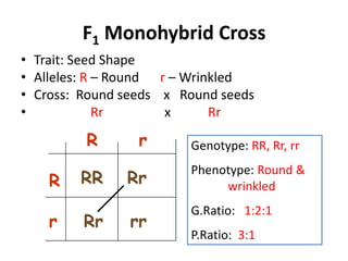 F1 Monohybrid Cross
• Trait: Seed Shape
• Alleles: R – Round r – Wrinkled
• Cross: Round seeds x Round seeds
•            Rr       x      Rr

         R       r      Genotype: RR, Rr, rr
                        Phenotype: Round &
    R   RR     Rr            wrinkled
                        G.Ratio: 1:2:1
    r    Rr    rr
                        P.Ratio: 3:1
 