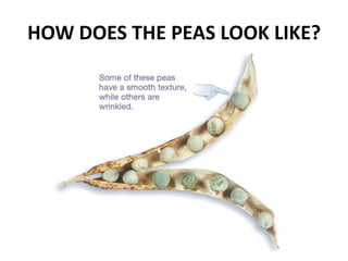 HOW DOES THE PEAS LOOK LIKE?
 