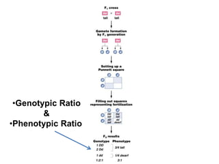 •Genotypic Ratio
        &
•Phenotypic Ratio
 