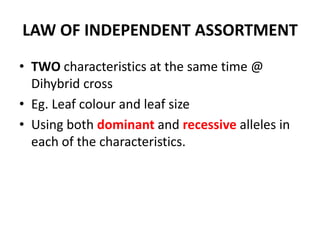LAW OF INDEPENDENT ASSORTMENT
• TWO characteristics at the same time @
  Dihybrid cross
• Eg. Leaf colour and leaf size
• Using both dominant and recessive alleles in
  each of the characteristics.
 
