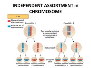 INDEPENDENT ASSORTMENT in
      CHROMOSOME
 