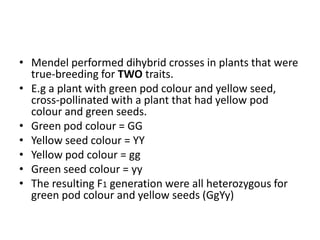 • Mendel performed dihybrid crosses in plants that were
  true-breeding for TWO traits.
• E.g a plant with green pod colour and yellow seed,
  cross-pollinated with a plant that had yellow pod
  colour and green seeds.
• Green pod colour = GG
• Yellow seed colour = YY
• Yellow pod colour = gg
• Green seed colour = yy
• The resulting F1 generation were all heterozygous for
  green pod colour and yellow seeds (GgYy)
 