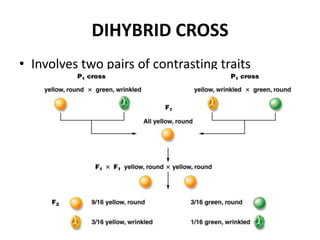 DIHYBRID CROSS
• Involves two pairs of contrasting traits
 
