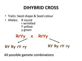 DIHYBRID CROSS
• Traits: Seed shape & Seed colour
• Alleles: R round
             r wrinkled
             Y yellow
             y green
       RrYy       x    RrYy

RY Ry rY ry                   RY Ry rY ry

All possible gamete combinations
 