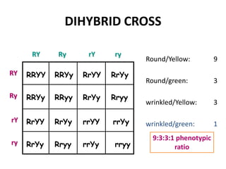 DIHYBRID CROSS

      RY    Ry      rY    ry
                                 Round/Yellow:          9
RY   RRYY   RRYy   RrYY   RrYy
                                 Round/green:           3
Ry   RRYy   RRyy   RrYy   Rryy
                                 wrinkled/Yellow:       3

rY   RrYY   RrYy   rrYY   rrYy   wrinkled/green:        1
                                   9:3:3:1 phenotypic
ry   RrYy   Rryy   rrYy   rryy            ratio
 