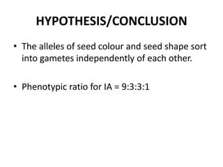 HYPOTHESIS/CONCLUSION
• The alleles of seed colour and seed shape sort
  into gametes independently of each other.

• Phenotypic ratio for IA = 9:3:3:1
 