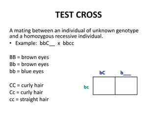 TEST CROSS
A mating between an individual of unknown genotype
and a homozygous recessive individual.
• Example: bbC__ x bbcc

BB = brown eyes
Bb = brown eyes
bb = blue eyes                    bC      b___

CC = curly hair             bc
Cc = curly hair
cc = straight hair
 