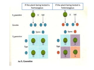 If the plant being tested is   If the plant being tested is
        homozygous                    heterozygous
 