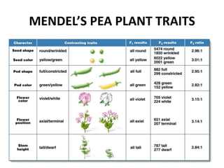 MENDEL’S PEA PLANT TRAITS
 