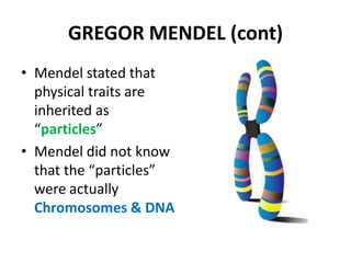 GREGOR MENDEL (cont)
• Mendel stated that
  physical traits are
  inherited as
  “particles”
• Mendel did not know
  that the “particles”
  were actually
  Chromosomes & DNA
 
