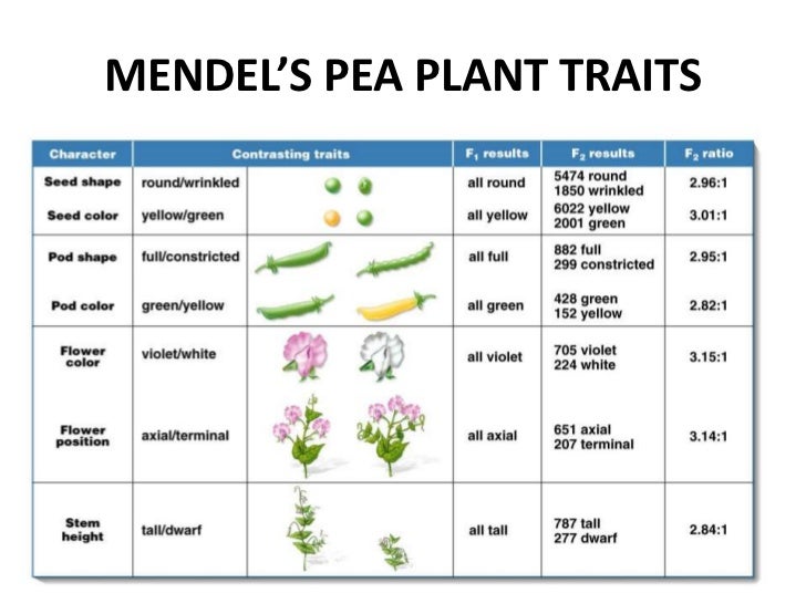MIC150 - Chap 1 Mendelian Genetics