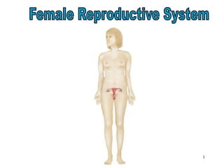 1
Female Reproductive System
 