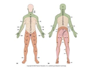 Chap 10 the peripheral nervous system | PPTX