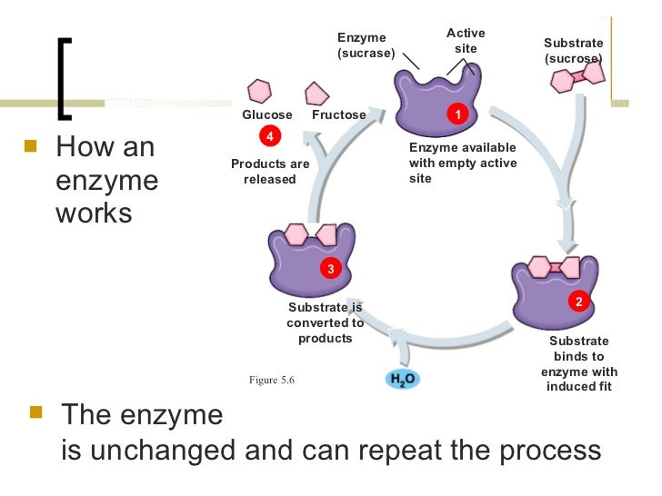 chap 10 enzyme enzyme works