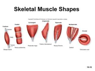 10-10
Skeletal Muscle Shapes
 